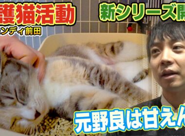 【保護猫活動】ティモンディ前田さんの家に甘えん坊の子猫ワカメがやってきました（嗚呼!!みんなの動物園）