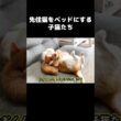 先住猫をベッドにする子猫たち  #保護子猫