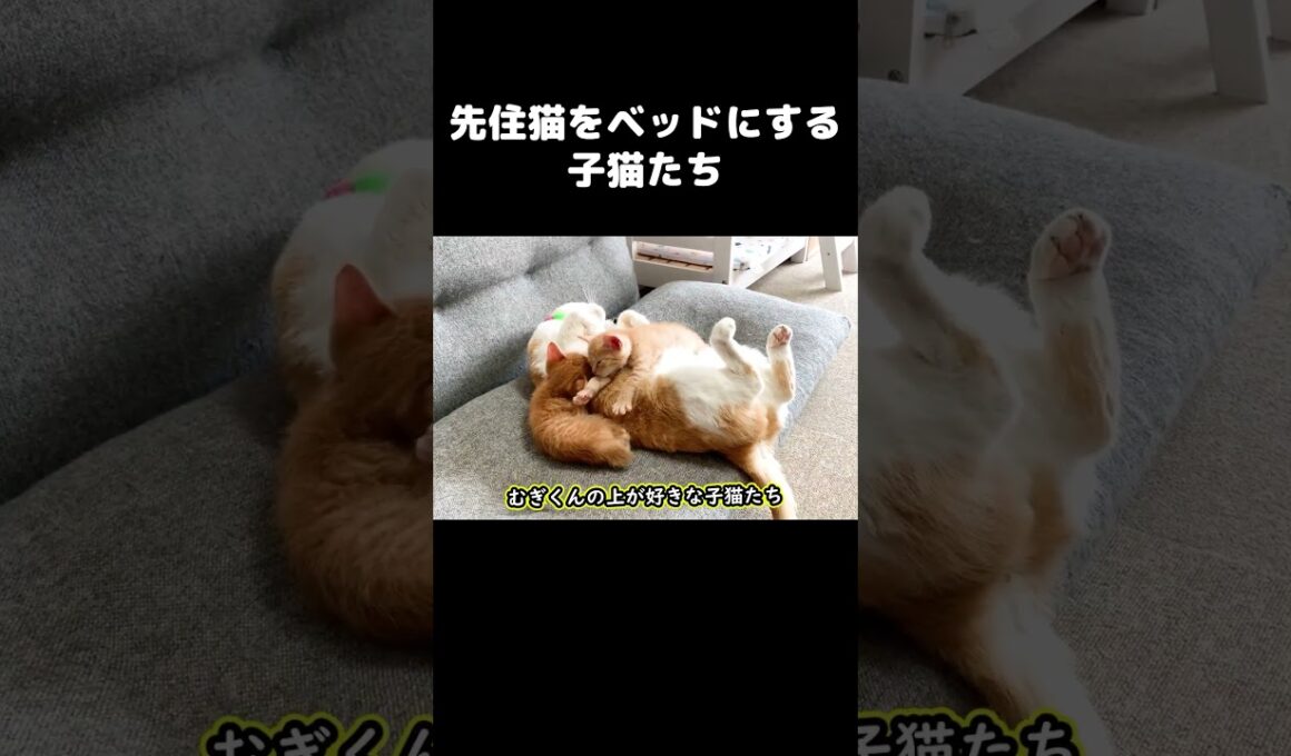 先住猫をベッドにする子猫たち  #保護子猫