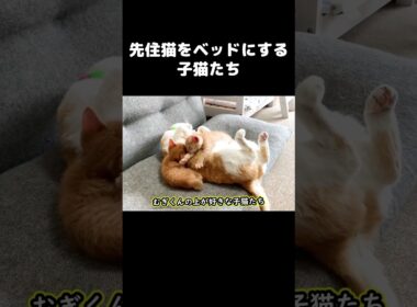 先住猫をベッドにする子猫たち  #保護子猫