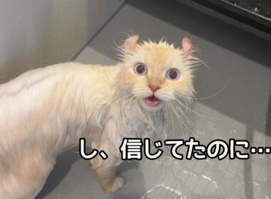 久しぶりのお風呂で裏切られた猫たちに大事件が起きましたwww
