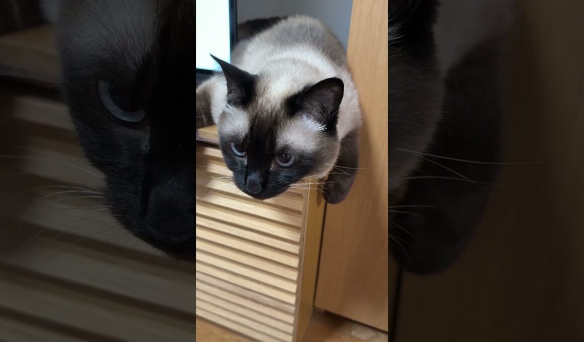 シャム猫のふくさん【たぬき猫】 #cat #しゃむねこ #猫のいる暮らし #猫好きさんと繋がりたい #ねこ #cutecat #cat