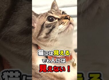 猫だけが見たり聞いたりできる人間にはできない奇妙な能力10選 #猫雑学 #猫 #ねこたんの解説