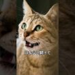 猫が「口を半開き」にする理由。マヌケに見えて実は…