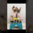 BEFORE YOU GET A HAIRLESS CAT WATCH THIS