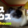 バーマン猫ガブ【バスハウス】Bus house（バーマン猫）Birman/Cat