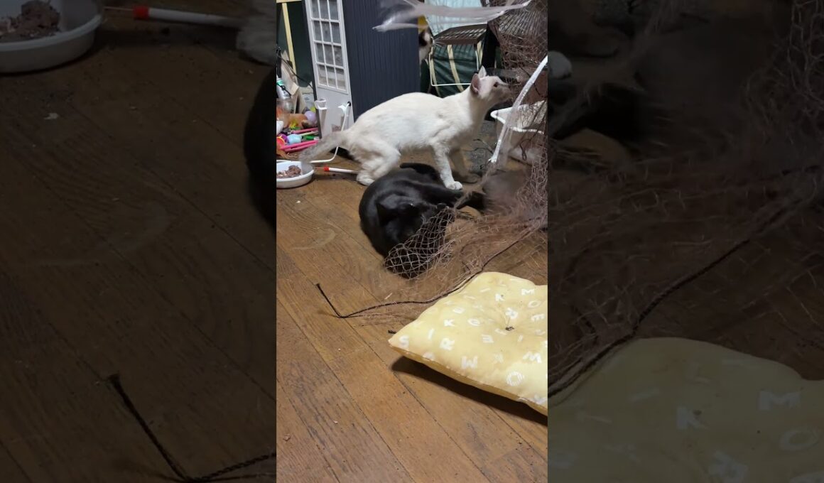 シャム猫のパンダ「キジシロのルル、シャム雫に、いきなり、仕掛けたな、黒猫の黒夢」