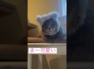 可愛い #ねこ動画 #アメリカンカール