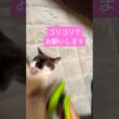 化ける前の猫  #cat #ねこ #シャムミックス