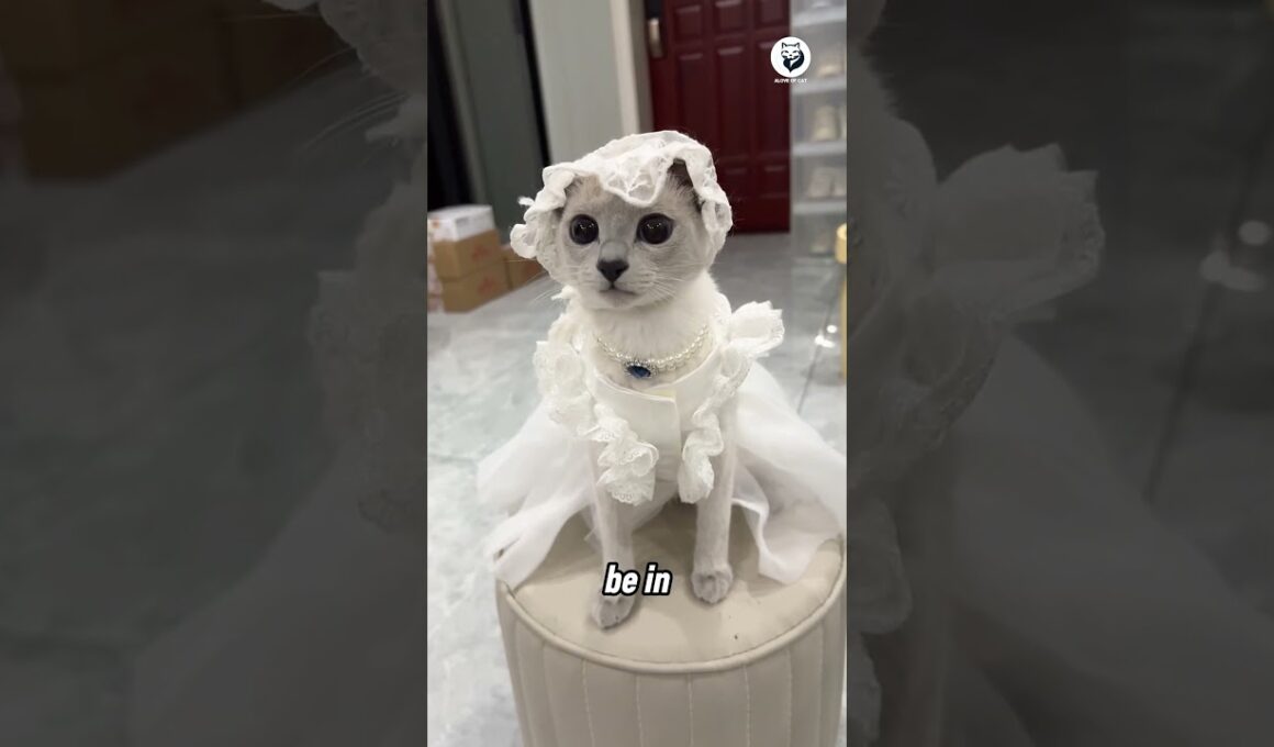 The most affectionate cat you will ever know! Cornish Rex Cats 😻