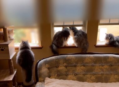 【のんびり】風を感じたい、もふ猫たちがカワイイ💖ノルウェージャンフォレストキャットとターキッシュアンゴラ