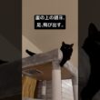 ガンバッテ〜ガンバッテ、ハイ！ #cat #にゃんグラム #セルカークレックス #猫のいる暮らし #にゃんたチャンネル #ブリティッシュショートヘア