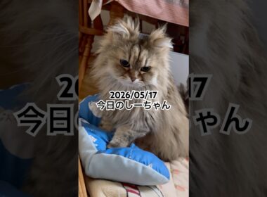 2026/05/17今日のしーちゃん #猫 #ペルシャ #シエル #cat #猫のいる暮らし