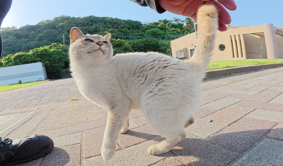 シャム猫がゴロンゴロンと転げ回って「帰らないで！」と訴えてくる
