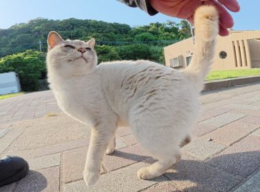 シャム猫がゴロンゴロンと転げ回って「帰らないで！」と訴えてくる