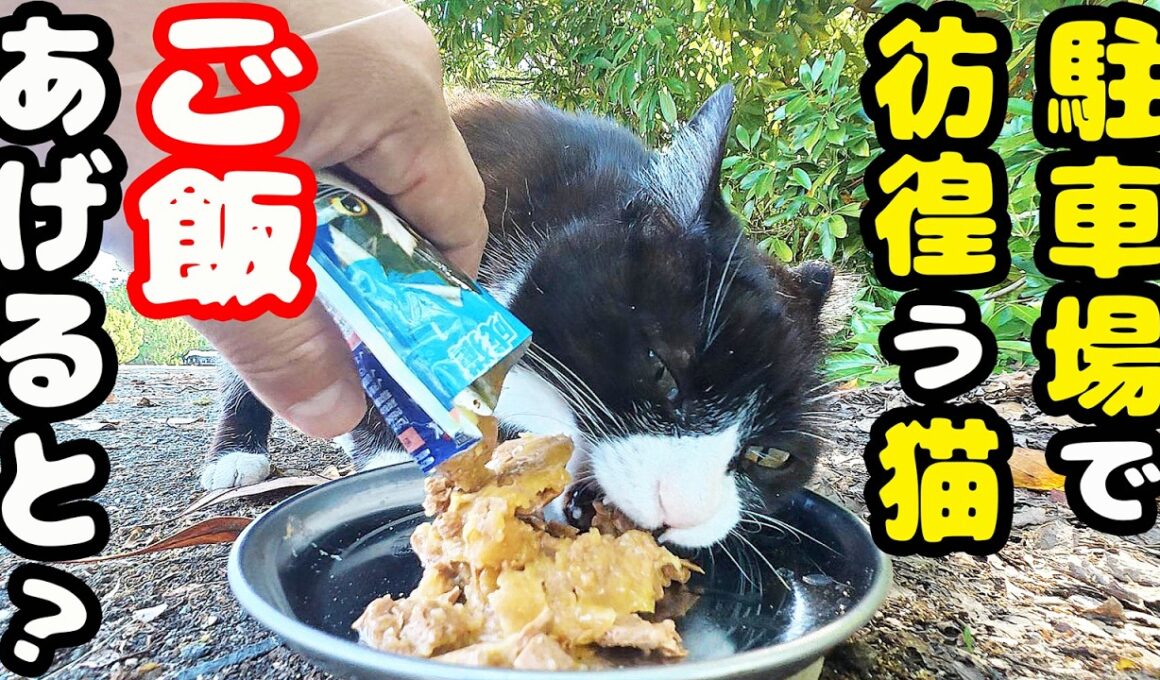 駐車場で独り鳴きながら彷徨う猫にご飯をあげると・・・さくらねこへのエサやり【視聴だけでも猫たちを助けることになります】支援者様 視聴者様 猫たちに神のご加護を！野良猫の感動猫動画