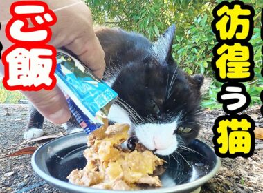 駐車場で独り鳴きながら彷徨う猫にご飯をあげると・・・さくらねこへのエサやり【視聴だけでも猫たちを助けることになります】支援者様 視聴者様 猫たちに神のご加護を！野良猫の感動猫動画