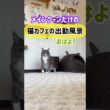 20260517メインクーンだけの【猫カフェの出勤風景】#cat #cooncat #mainecat #もふもふ