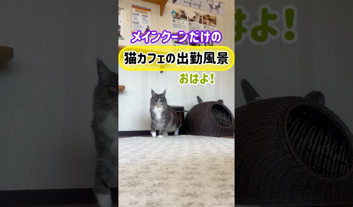 20260517メインクーンだけの【猫カフェの出勤風景】#cat #cooncat #mainecat #もふもふ