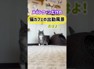20260517メインクーンだけの【猫カフェの出勤風景】#cat #cooncat #mainecat #もふもふ