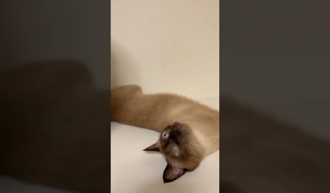 兄にゃんたち 😸 😸 が おひるね 😪 💤 から 起きてきたにゃ 💕