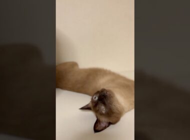 兄にゃんたち 😸 😸 が おひるね 😪 💤 から 起きてきたにゃ 💕
