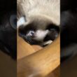 シャム猫のふくさん【たぬき猫】 #cat #しゃむねこ #猫のいる暮らし #猫好きさんと繋がりたい #ねこ #cutecat #cat