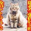 【サイベリアン妊婦 保護】必死に繋いだ小さな命 ４匹の子猫が生きた子猫に涙が溢れた・・・
