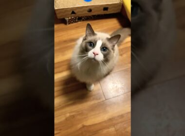 【猫様】祝10歳！誕生日ケーキ風ごはんを作りました！ペロっと完食！