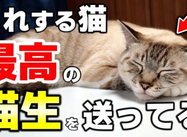 見逃さないで！幸せな猫ほど見せる“満たされている証拠”８選
