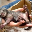【新入り】生まれたての子猫を緊急保護しました…