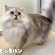 すっかりシャンプーに慣れた猫をご覧ください 【サイベリアン】