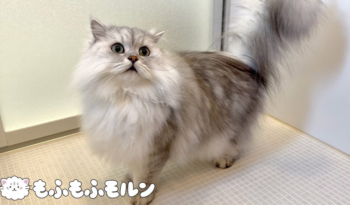 すっかりシャンプーに慣れた猫をご覧ください 【サイベリアン】