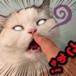 【悲報】飼い主の指がくさすぎて猫たちに嫌われてしまいました