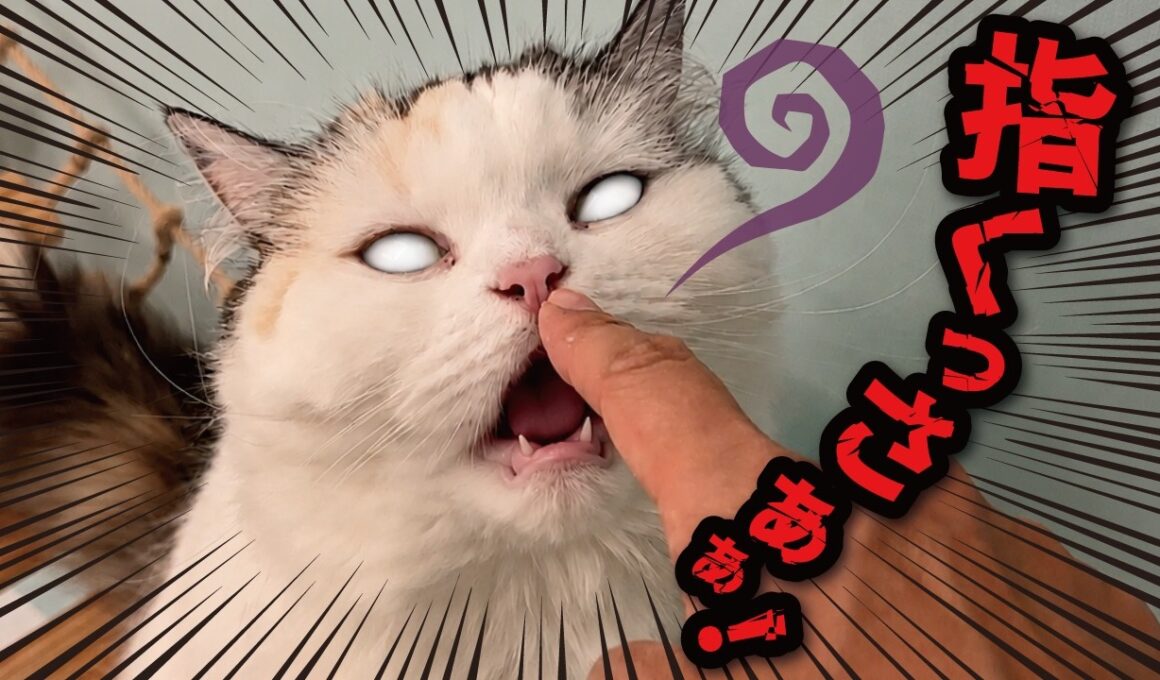 【悲報】飼い主の指がくさすぎて猫たちに嫌われてしまいました