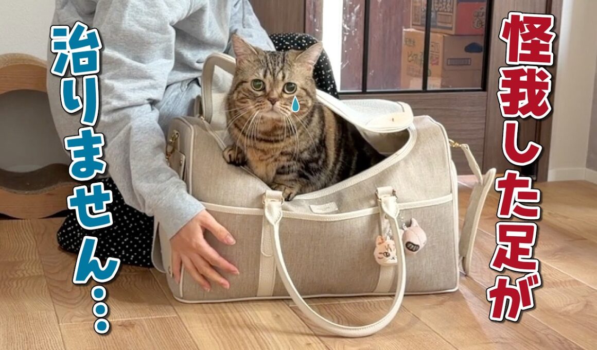 怪我がなかなか治らないので再度病院に行きました…
