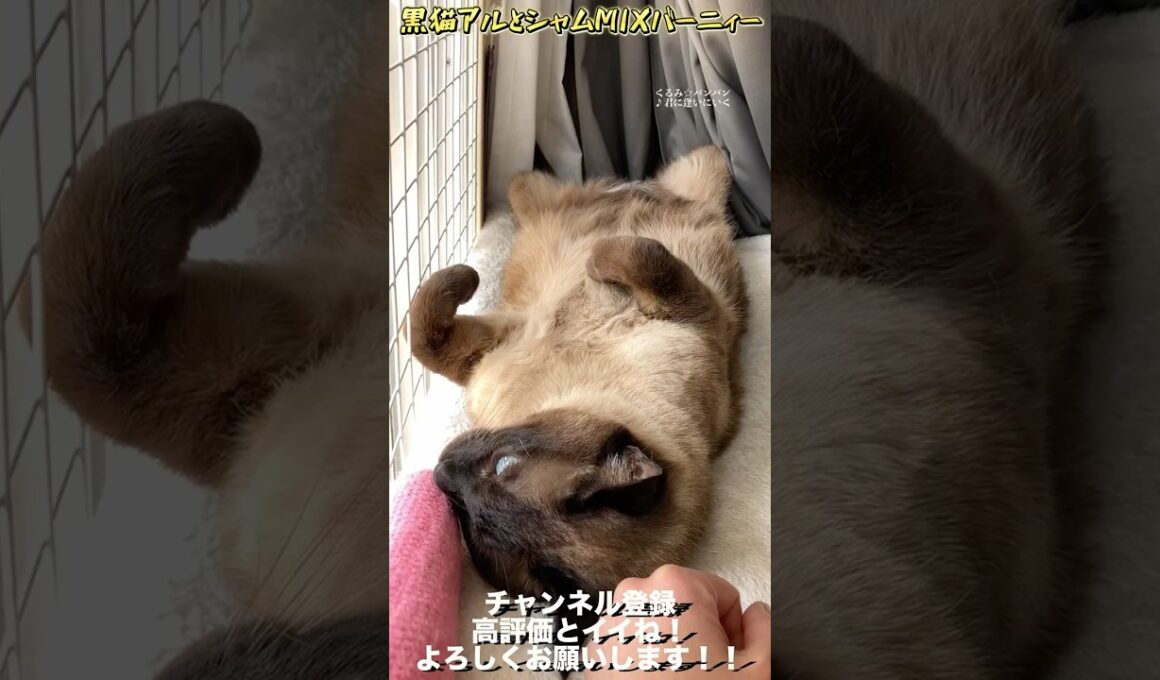 【神ネコ現る！？】【シャムミックス】完全脱力のヘソ天バーニィー【警戒感ゼロ】 #保護猫 #しゃむねこ #猫のいる暮らし #猫好きさんと繋がりたい #cat #猫のいる生活＃shorts＃ヘソ天