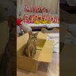 うちの猫さん9歳になりました♡ #shorts #猫 #アビシニアン