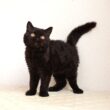 セルカークレックス子猫　Selkirk Rex　2025.12.4産まれ　　ブラック　黒猫　巻き毛　男の子　シーダキャット猫のお店