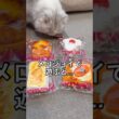 メロジョイスクイーズに夢中な猫❤️‍🔥 #Mellojoy #メロジョイ #ミヌエット