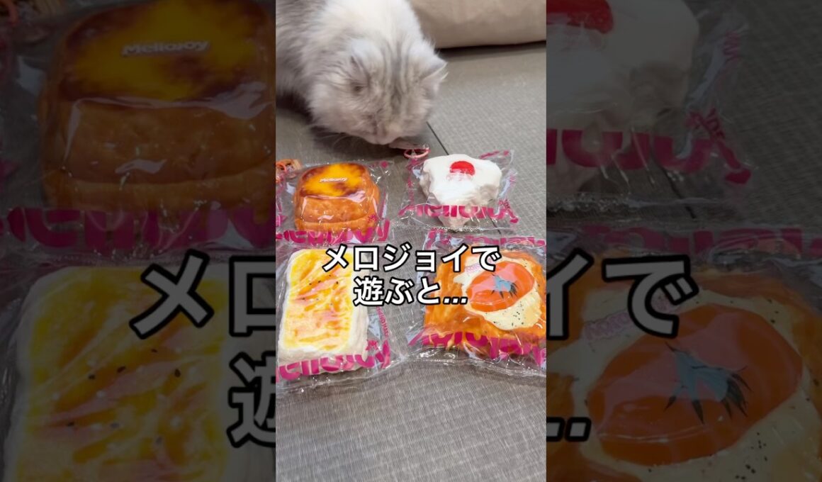 メロジョイスクイーズに夢中な猫❤️‍🔥 #Mellojoy #メロジョイ #ミヌエット