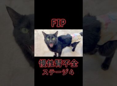 「もう助からない」と言われた黒猫が起こした“２つの奇跡”