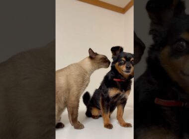 きょう も 😸 😸 🐶 ３にゃん そろって なかよく おひるね 🥱 💕