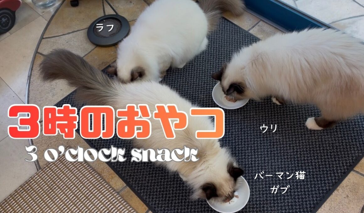 バーマン猫ウリとラフとガブ【３時のおやつ】3 o'clock snack（バーマン猫）Birman/Cat