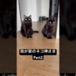 コマネコ #cat #にゃんグラム #セルカークレックス #猫のいる暮らし #にゃんたチャンネル #ブリティッシュショートヘア #猫のいる生活 #ボンベイ #黒猫