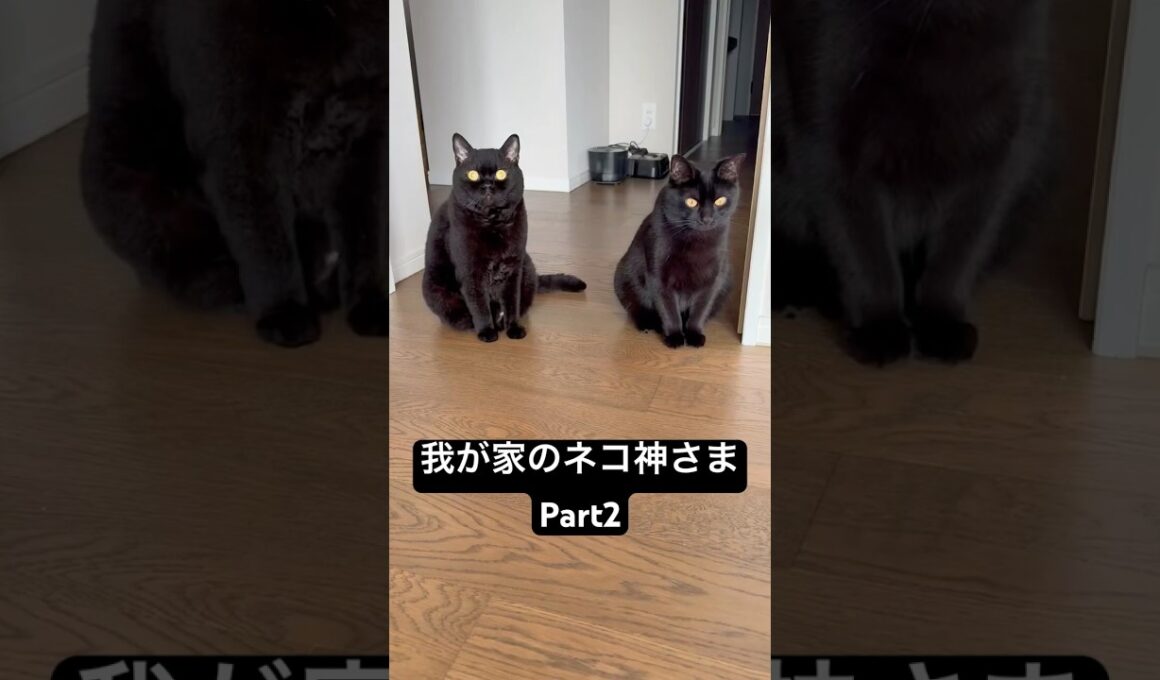 コマネコ #cat #にゃんグラム #セルカークレックス #猫のいる暮らし #にゃんたチャンネル #ブリティッシュショートヘア #猫のいる生活 #ボンベイ #黒猫