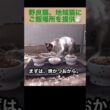 たぬシャム君がご飯場所に来たよ。
