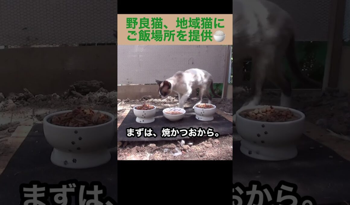 たぬシャム君がご飯場所に来たよ。