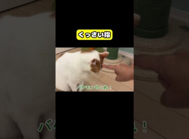 くっさい指　猫 #おもしろ #アテレコ #ニャンチューバーつくし