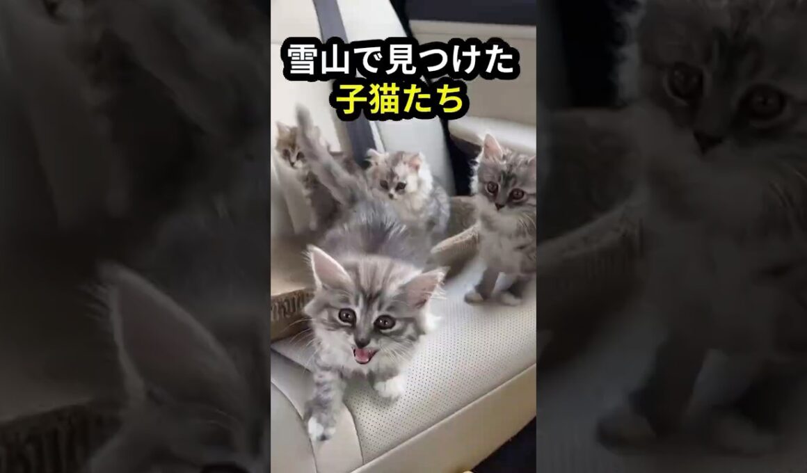 吹雪の山で凍えていた子猫5匹…あと数時間遅ければ全員死んでいた。  #shorts